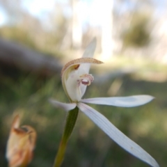 Caladenia moschata at Point 3232 - suppressed