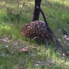 Tachyglossus aculeatus (Short-beaked Echidna) at Nicholls, ACT - 6 Oct 2016 by gavinlongmuir