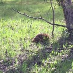 Tachyglossus aculeatus at Nicholls, ACT - 6 Oct 2016