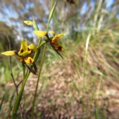 Diuris sulphurea (Tiger Orchid) at Nicholls, ACT - 6 Nov 2016 by gavinlongmuir