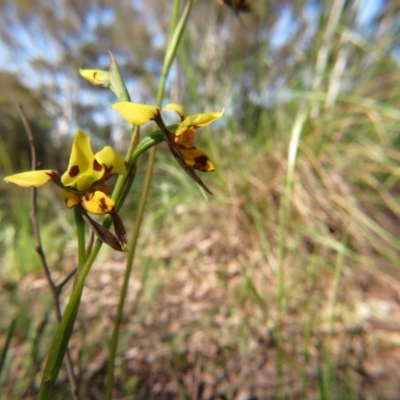 Diuris sulphurea (Tiger Orchid) at Nicholls, ACT - 6 Nov 2016 by gavinlongmuir