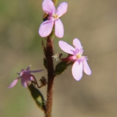 Stylidium sp. (Trigger Plant) at Percival Hill - 6 Nov 2016 by gavinlongmuir