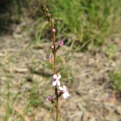 Stylidium sp. at Nicholls, ACT - 6 Nov 2016 02:42 PM