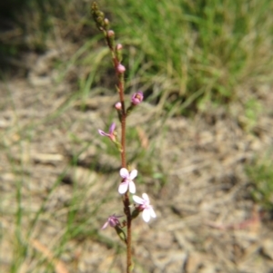 Stylidium sp. at Nicholls, ACT - 6 Nov 2016 02:42 PM