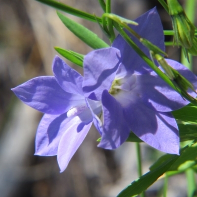 Wahlenbergia sp. (Bluebell) at Percival Hill - 6 Nov 2016 by gavinlongmuir