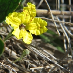 Goodenia hederacea (Ivy Goodenia) at Nicholls, ACT - 6 Nov 2016 by gavinlongmuir