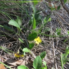 Goodenia hederacea at Nicholls, ACT - 6 Nov 2016 02:41 PM