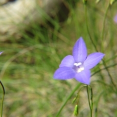 Wahlenbergia sp. (Bluebell) at Nicholls, ACT - 6 Nov 2016 by gavinlongmuir