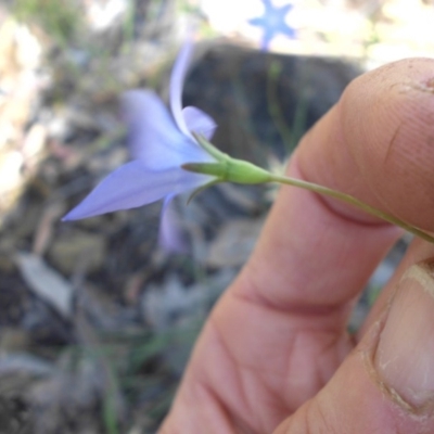 Wahlenbergia sp. (Bluebell) at Campbell, ACT - 12 Nov 2016 by SilkeSma
