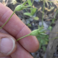 Wahlenbergia sp. at Campbell, ACT - 12 Nov 2016 03:23 PM