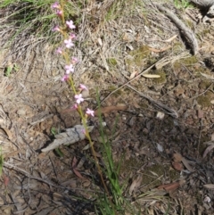 Stylidium graminifolium at Nicholls, ACT - 6 Nov 2016