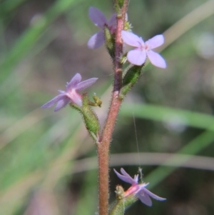 Stylidium graminifolium at Nicholls, ACT - 6 Nov 2016 02:36 PM