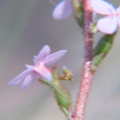 Stylidium graminifolium at Nicholls, ACT - 6 Nov 2016 02:36 PM