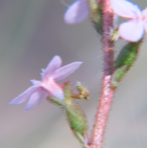 Stylidium graminifolium at Nicholls, ACT - 6 Nov 2016