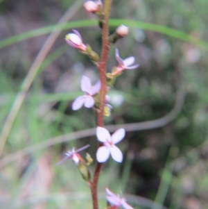 Stylidium graminifolium at Nicholls, ACT - 6 Nov 2016 02:36 PM