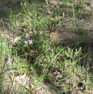 Stylidium graminifolium at Nicholls, ACT - 6 Nov 2016 02:36 PM