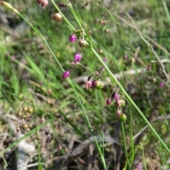 Arthropodium minus at Nicholls, ACT - 6 Nov 2016