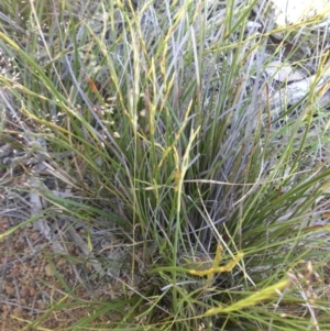 Lepidosperma laterale at Campbell, ACT - 12 Nov 2016 03:35 PM