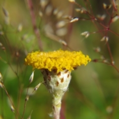 Leptorhynchos squamatus (Scaly Buttons) at Percival Hill - 6 Nov 2016 by gavinlongmuir