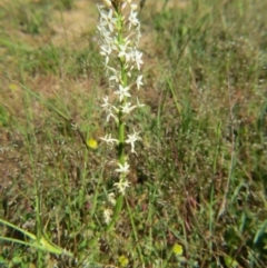 Stackhousia monogyna (Creamy Candles) at Nicholls, ACT - 6 Nov 2016 by gavinlongmuir