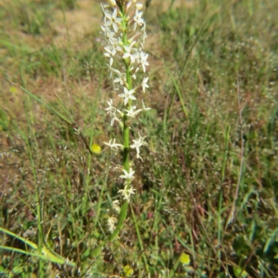 Stackhousia monogyna (Creamy Candles) at Percival Hill - 6 Nov 2016 by gavinlongmuir