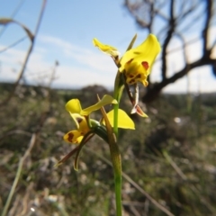 Diuris sulphurea (Tiger Orchid) at Nicholls, ACT - 6 Nov 2016 by gavinlongmuir