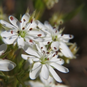 Stellaria sp. at Crace, ACT - 6 Nov 2016