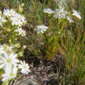 Stellaria sp. at Crace, ACT - 6 Nov 2016