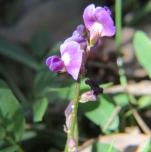 Glycine tabacina at Nicholls, ACT - 6 Nov 2016 02:03 PM