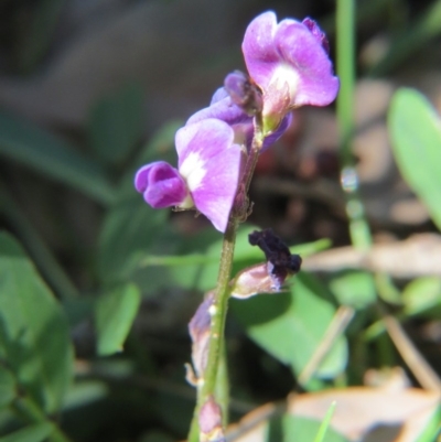 Glycine tabacina (Variable Glycine) at Nicholls, ACT - 6 Nov 2016 by gavinlongmuir