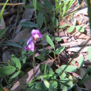 Glycine tabacina at Nicholls, ACT - 6 Nov 2016