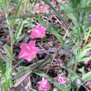 Convolvulus angustissimus subsp. angustissimus at Nicholls, ACT - 6 Nov 2016