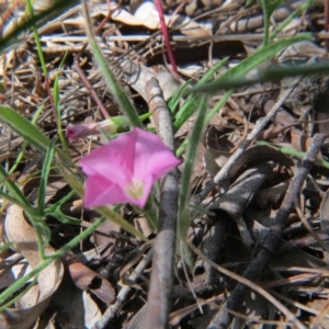 Convolvulus angustissimus subsp. angustissimus at Nicholls, ACT - 6 Nov 2016 02:02 PM