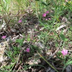 Convolvulus angustissimus subsp. angustissimus at Nicholls, ACT - 6 Nov 2016