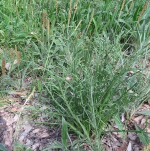 Eryngium ovinum at Nicholls, ACT - 29 Oct 2016 02:28 PM