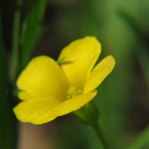 Oxalis sp. at Nicholls, ACT - 29 Oct 2016