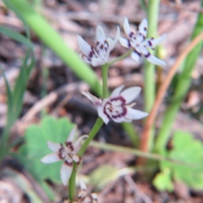 Wurmbea dioica subsp. dioica (Early Nancy) at Percival Hill - 29 Oct 2016 by gavinlongmuir