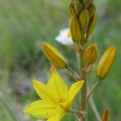 Bulbine sp. at Percival Hill - 29 Oct 2016 by gavinlongmuir