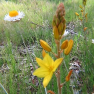 Bulbine sp. at Nicholls, ACT - 29 Oct 2016