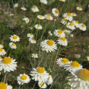 Leucochrysum albicans subsp. tricolor at Nicholls, ACT - 29 Oct 2016 02:16 PM