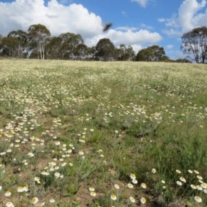 Leucochrysum albicans subsp. tricolor at Nicholls, ACT - 29 Oct 2016 02:16 PM