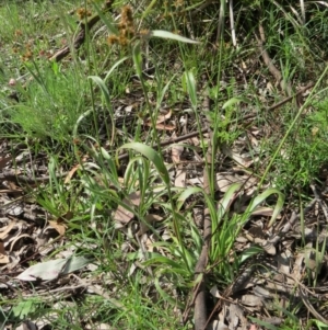 Luzula flaccida at Nicholls, ACT - 29 Oct 2016