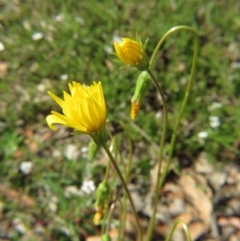 Microseris walteri (Yam Daisy, Murnong) at Nicholls, ACT - 29 Oct 2016 by gavinlongmuir