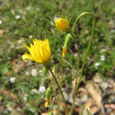 Microseris walteri (Yam Daisy, Murnong) at Nicholls, ACT - 29 Oct 2016 by gavinlongmuir