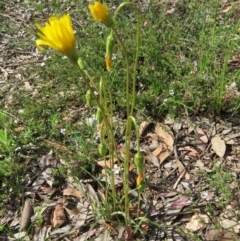 Microseris walteri at Nicholls, ACT - 29 Oct 2016 02:11 PM