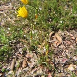 Microseris walteri at Nicholls, ACT - 29 Oct 2016