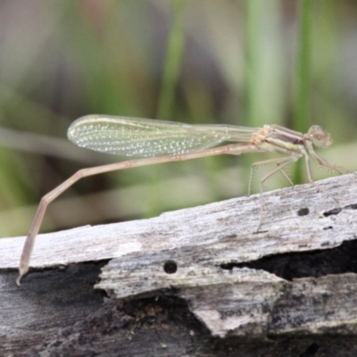 Austrolestes analis (Slender Ringtail) at Symonston, ACT - 11 Nov 2016 by HarveyPerkins