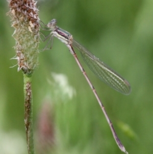 Austrolestes analis at Symonston, ACT - 12 Nov 2016 10:36 AM