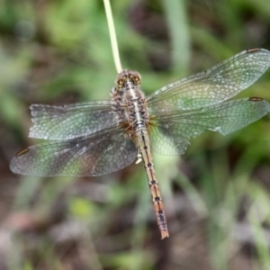 Diplacodes bipunctata at Symonston, ACT - 12 Nov 2016