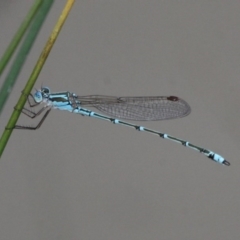 Austrolestes aridus (Inland Ringtail) at Symonston, ACT - 11 Nov 2016 by HarveyPerkins